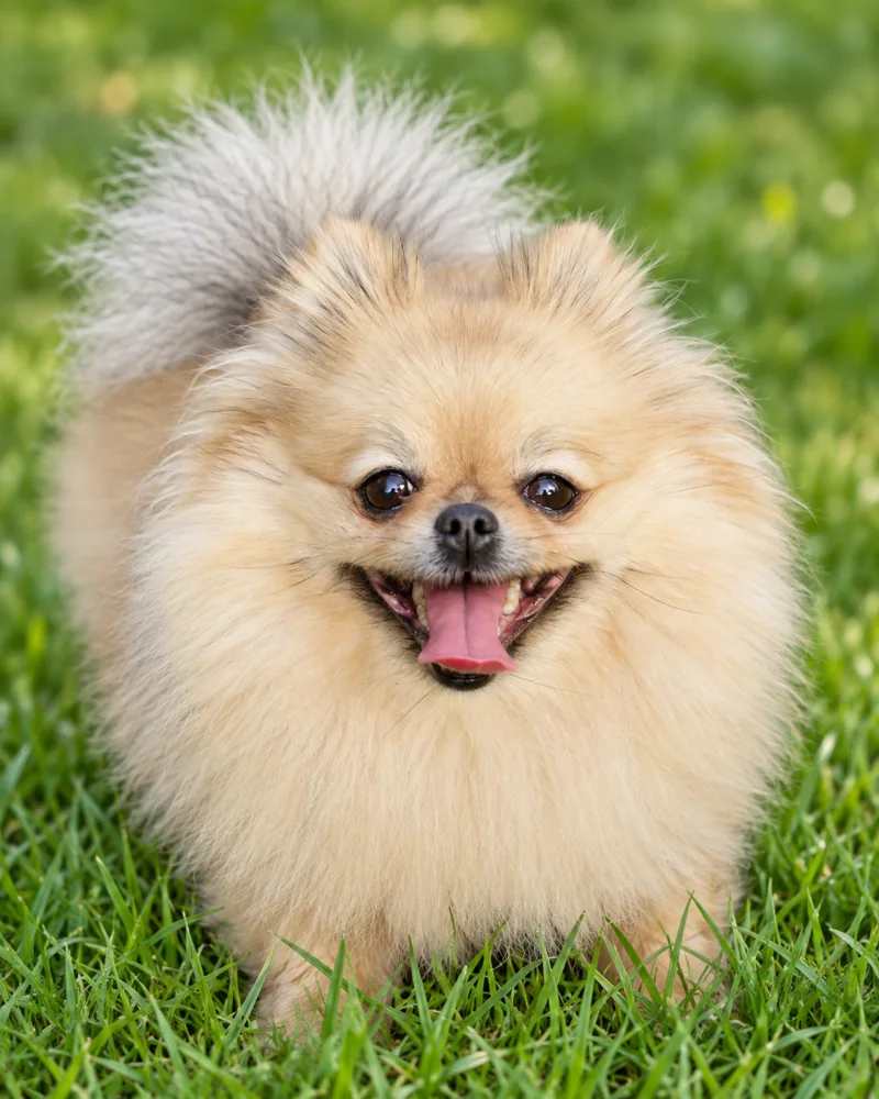 Pomerania: fotografía de la colección de guías